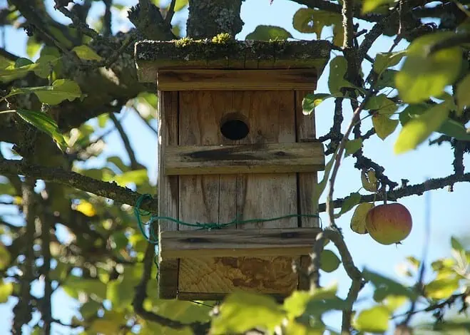 Ogród przyjazny ptakom – naturalne oazy, budki lęgowe i zimowe dokarmianie