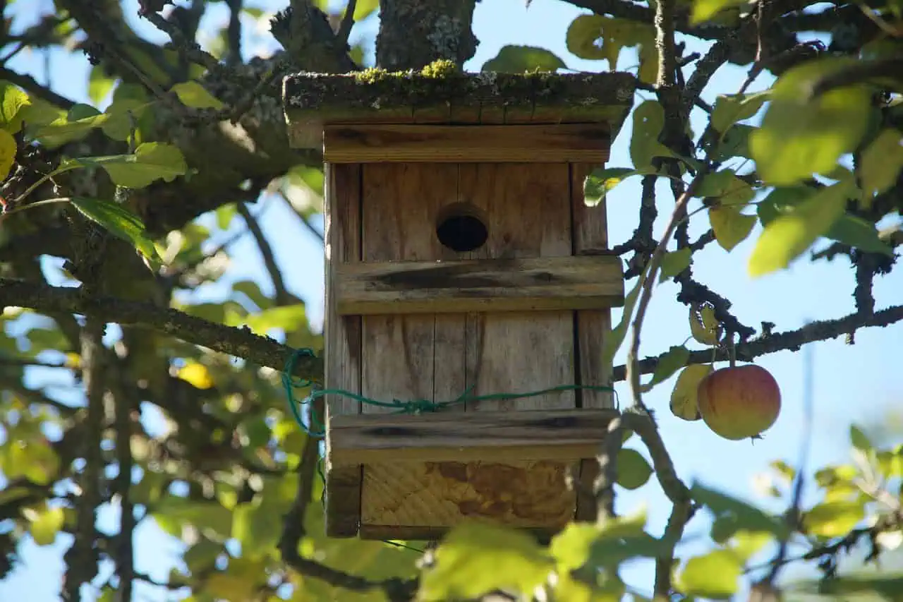 Ogród przyjazny ptakom – naturalne oazy, budki lęgowe i zimowe dokarmianie