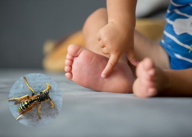 Gniazdo os lub szerszeni przy domu? Nie usuwaj go samodzielnie