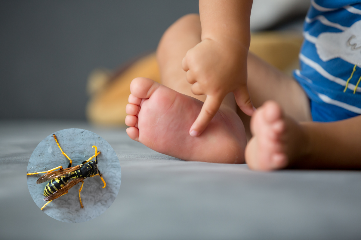 Gniazdo os lub szerszeni przy domu? Nie usuwaj go samodzielnie